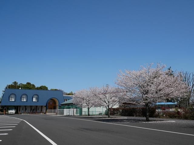 3/29(月)　幼稚園の桜が満開です✿
